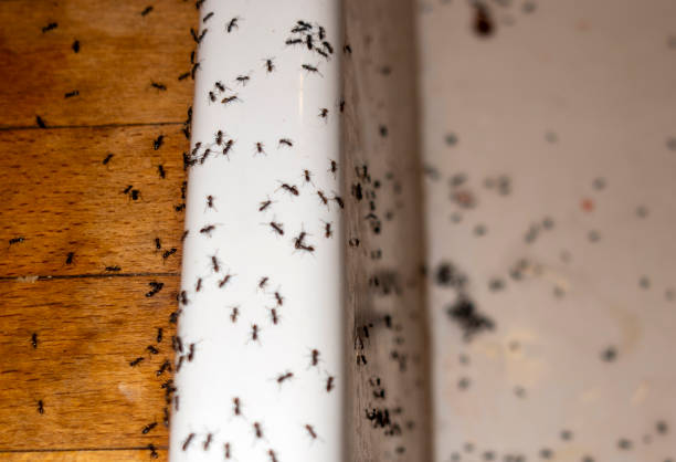 Wildlife Control Services in Hickman, KY